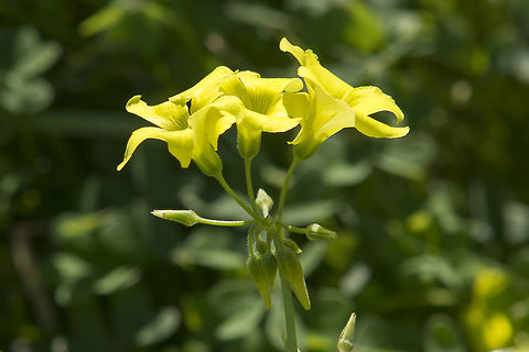 Oxalis pes-caprae  Angiosperms,Eudicots,Oxalidaceae,Oxalidales,Oxalis,Oxalis pes-caprae,Plantae,Rosids,biodiversity,exotic,goat's-food,oxalis pes-caprae