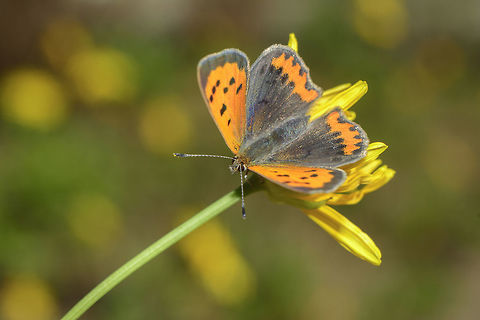 Preparing spring Lycaena phlaeas, first generation new born.

EXIF: Nikon Nikkor 50mm 1.8 G | f/8 | 12mm EXT | flash
 Lycaena phlaeas,Small Copper,arthropoda,biodiversity,butterfly,insecta,insects,lycaenidae,rhopalocera,winter