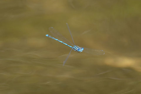 Damselflight Erythromma lindenii, male in flight. Erythromma lindenii,Goblet-marked damselfly,arthropoda,biodiversity,coenagrionidae,damselfly,damselfly in flight,insecta,insects,odonata,zygoptera