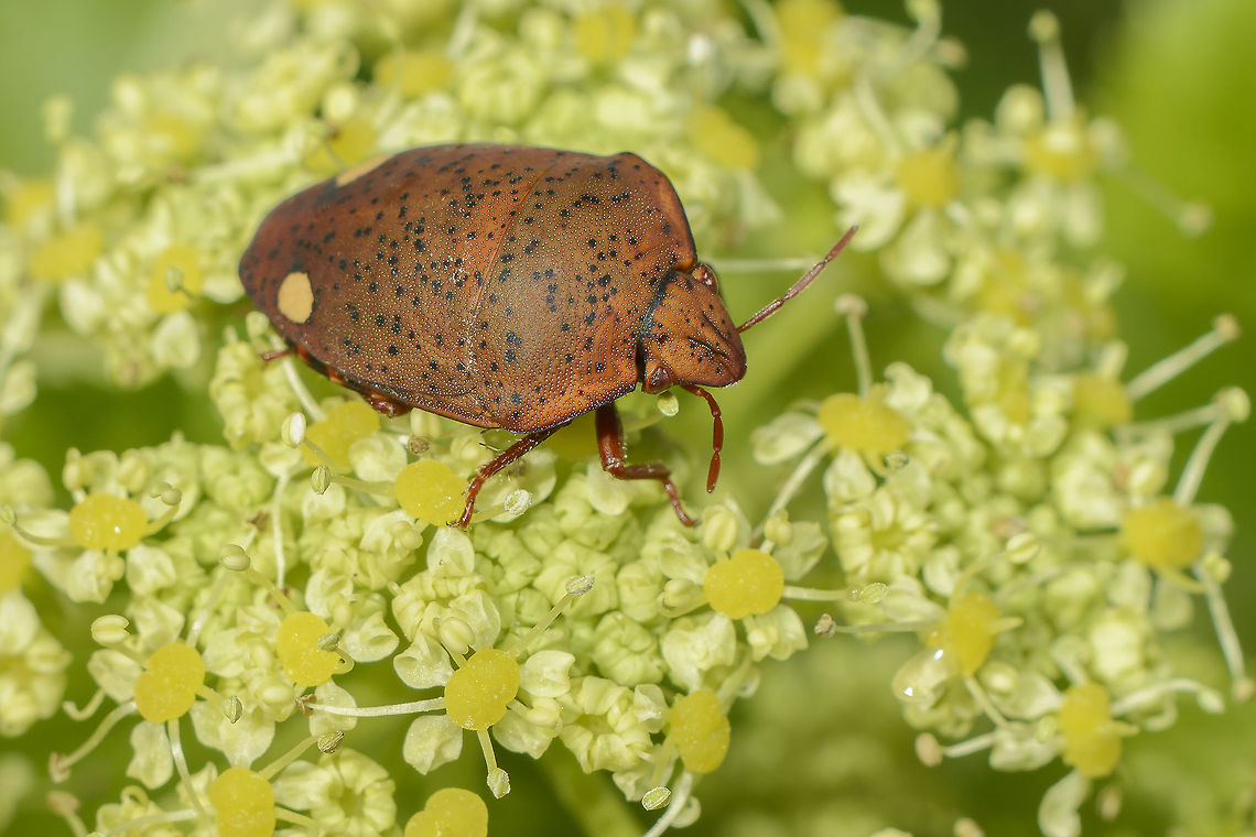 Solenosthedium bilunatum Solenosthedium bilunatum<br />
<br />
Solenosthedium bilunatum (Lefebvre, 1827) is a remarkable, 12 &ndash; 16 mm<br />
large true bug of the Scutelleridae family, member of the tribe Elvisurini, which is<br />
most diversified in the Austral-Asian region. Its abdomen is completely covered<br />
by the scutellum. The basic coloration is light to reddish brown with small black<br />
spots and two large oval yellow spots on the scutellum (two moons &ndash; bilunatum)<br />
which could be missing in some specimens. It is a Mediterranean species, most<br />
numerous in North Africa (Algeria, Morocco, Tunisia) and Sicily (Matocq &amp; Pluot-<br />
Sigwalt, 2002). The Northernmost localities are in the Corse and Catalonia. In<br />
the East Mediterranean it is known from Lebanon, and the coastal part of Syria and Turkey. <br />
The only record for the Balkans is for Greece, but without any precise<br />
locality (Stichel, 1960, Josifov, 1986). In the summer of 2000 Tomi Trilar<br />
collected one specimen of this species in the Croatian Island of Korčula. This is<br />
the first record of the species for Croatia and the first precise locality in the Balkans.<br />
The specimen was crawling over a tent, so the food plant there is not known<br />
(T. Trilar, pers. comm.). Known food plants are Pistacia spp. (Anacardiaceae),<br />
Arbutus unedo (Ericaceae), Schinus molle (Anacardiaceae) and Cydonia oblonga<br />
(Rosaceae). Adults were collected also from several other plants (Matocq &amp; Pluot-<br />
Sigwalt, 2002). In hrcak.srce.hr/file/56624<br />
<br />
<a href="http://naturdata.com/Solenosthedium-bilunatum-31644.htm" rel="nofollow">http://naturdata.com/Solenosthedium-bilunatum-31644.htm</a><br />
<a href="http://www.biodiversidadvirtual.org/insectarium/Solenosthedium-bilunatum-(Lefebvre-1827)-cat13678.html" rel="nofollow">http://www.biodiversidadvirtual.org/insectarium/Solenosthedium-bilunatum-(Lefebvre-1827)-cat13678.html</a> Animalia,Arthropoda,Elvisurini,Hemiptera,Insecta,Scutelleridae,Solenosthedium,Solenosthedium bilunatum,biodiversity,bugs,hemiptera,insects