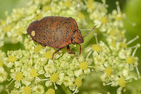 Solenosthedium bilunatum Solenosthedium bilunatum<br />
<br />
Solenosthedium bilunatum (Lefebvre, 1827) is a remarkable, 12 – 16 mm<br />
large true bug of the Scutelleridae family, member of the tribe Elvisurini, which is<br />
most diversified in the Austral-Asian region. Its abdomen is completely covered<br />
by the scutellum. The basic coloration is light to reddish brown with small black<br />
spots and two large oval yellow spots on the scutellum (two moons – bilunatum)<br />
which could be missing in some specimens. It is a Mediterranean species, most<br />
numerous in North Africa (Algeria, Morocco, Tunisia) and Sicily (Matocq & Pluot-<br />
Sigwalt, 2002). The Northernmost localities are in the Corse and Catalonia. In<br />
the East Mediterranean it is known from Lebanon, and the coastal part of Syria and Turkey. <br />
The only record for the Balkans is for Greece, but without any precise<br />
locality (Stichel, 1960, Josifov, 1986). In the summer of 2000 Tomi Trilar<br />
collected one specimen of this species in the Croatian Island of Korčula. This is<br />
the first record of the species for Croatia and the first precise locality in the Balkans.<br />
The specimen was crawling over a tent, so the food plant there is not known<br />
(T. Trilar, pers. comm.). Known food plants are Pistacia spp. (Anacardiaceae),<br />
Arbutus unedo (Ericaceae), Schinus molle (Anacardiaceae) and Cydonia oblonga<br />
(Rosaceae). Adults were collected also from several other plants (Matocq & Pluot-<br />
Sigwalt, 2002). In hrcak.srce.hr/file/56624<br />
<br />
http://naturdata.com/Solenosthedium-bilunatum-31644.htm<br />
http://www.biodiversidadvirtual.org/insectarium/Solenosthedium-bilunatum-(Lefebvre-1827)-cat13678.html Animalia,Arthropoda,Elvisurini,Hemiptera,Insecta,Scutelleridae,Solenosthedium,Solenosthedium bilunatum,biodiversity,bugs,hemiptera,insects