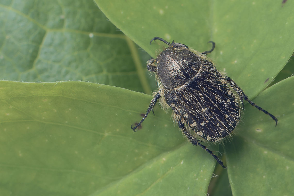 Oxythyrea funesta  "Cetoniidae",Animalia,Arthropoda,Cetoniinae,Coleoptera,Insecta,Oxythyrea,Oxythyrea funesta,Scarabaeidae,beetles,biodiversity,insects