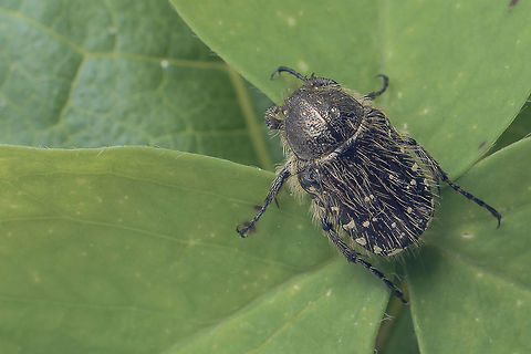 Oxythyrea funesta  "Cetoniidae",Animalia,Arthropoda,Cetoniinae,Coleoptera,Insecta,Oxythyrea,Oxythyrea funesta,Scarabaeidae,beetles,biodiversity,insects