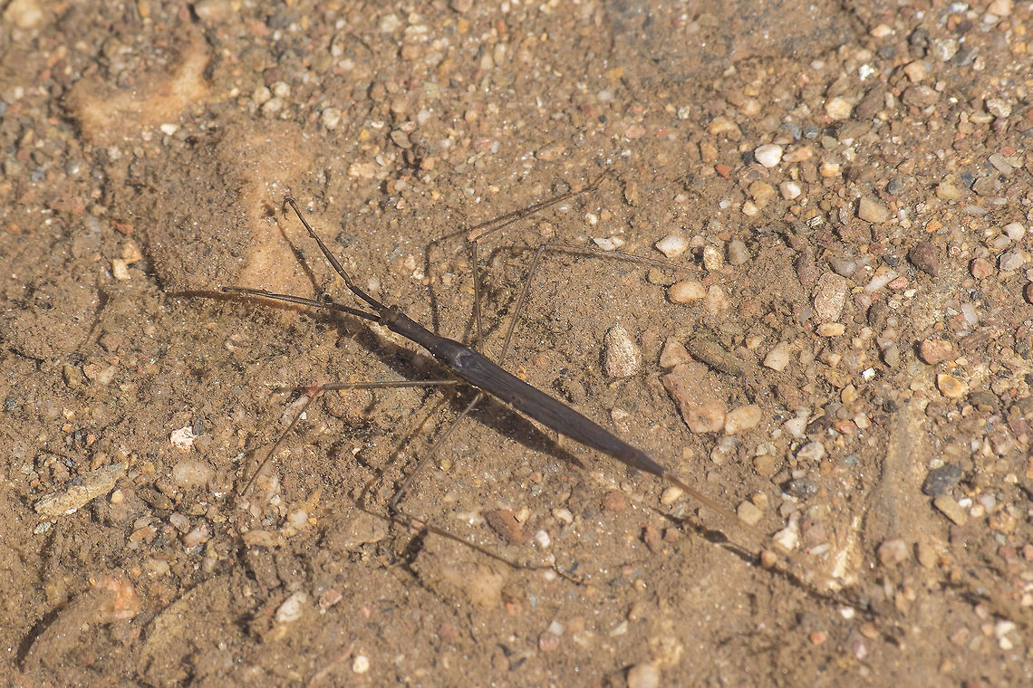 Ranatra linearis Ranatra linearis<br />
<br />
Water stick insect/Giant water scorpion (Ranatra linearis)<br />
A member of the insect order Hemiptera and the family Nepidae found typically in weedy pools less than 1 m deep. World distribution unclear but has been recorded in the UK, in at least southwest and southeast England and South Wales. The only other British species in this family is Nepa cinerea, the smaller and better known water scorpion. Both are similar in that they have breathing tubes to draw air from the surface whilst submerged. However, whilst Nepa is flat and boat shaped, only superficially like a scorpion due to the breathing tube, Ranatra is reminiscent of a stick insect. <br />
<br />
<a href="http://www.devonwildlifetrust.org/species/Water+stick+insect&#039;2FGiant+water+scorpion/" rel="nofollow">http://www.devonwildlifetrust.org/species/Water+stick+insect&#039;2FGiant+water+scorpion/</a><br />
<a href="http://naturdata.com/Ranatra-linearis-3866.htm" rel="nofollow">http://naturdata.com/Ranatra-linearis-3866.htm</a> Animalia,Arthropoda,Giant water scorpion,Hemiptera,Insecta,Nepidae,Ranatra,Ranatra linearis,Water stick insect,biodiversity,ranatra linearis