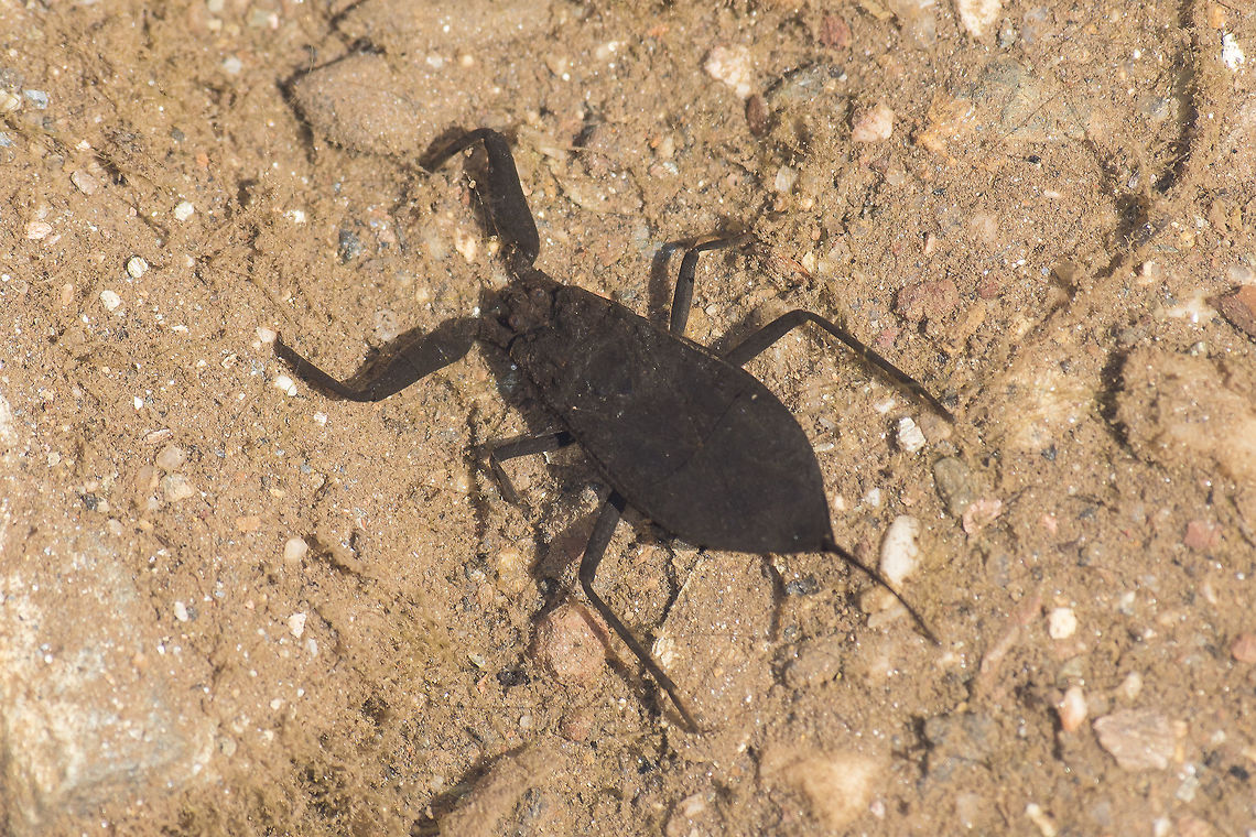 Nepa cinerea Nepa cinerea, the water scorpion.  Animalia,Arthropoda,Hemiptera,Insecta,Nepa,Nepa cinerea,Nepidae,biodiversity,hemiptera,heteroptera,water scorpion