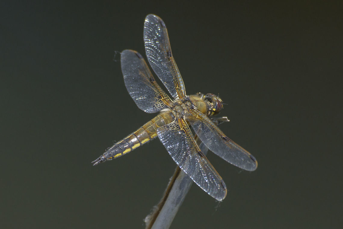 Libellula quadrimaculata Libellula quadrimaculata, adult male. Four-spotted Chaser,Libellula quadrimaculata,anisoptera,biodiversity,dragonfly,insecta,insects,libellulidae,nature,odonata