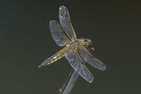 Libellula quadrimaculata Libellula quadrimaculata, adult male. Four-spotted Chaser,Libellula quadrimaculata,anisoptera,biodiversity,dragonfly,insecta,insects,libellulidae,nature,odonata
