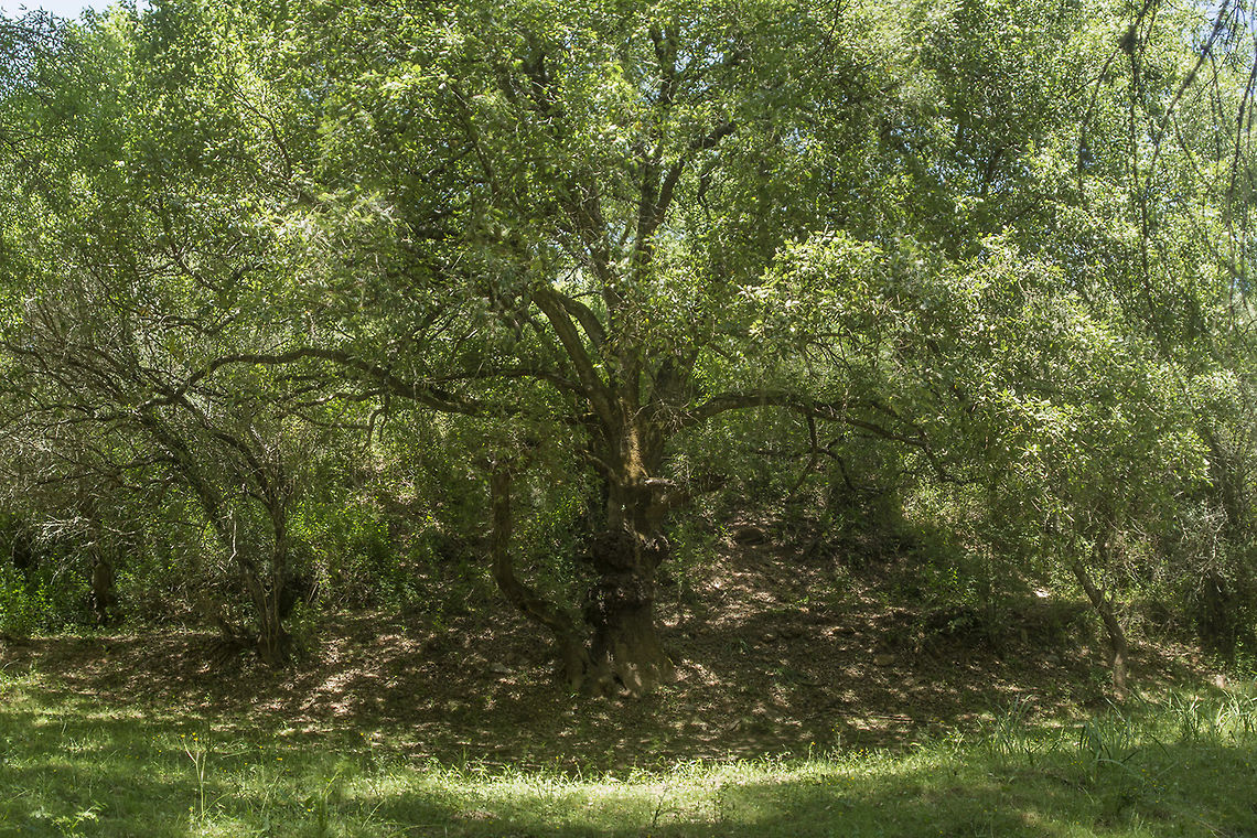 Quercus faginea Quercus faginea, a beautiful, old, Ent specimen ;) Portuguese oak,Quercus faginea