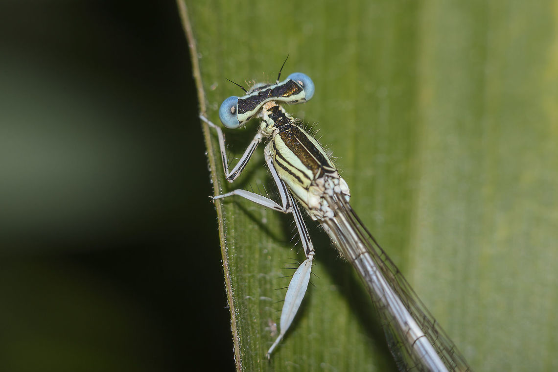 Platycnemis latipes Platycnemis latipes, adult male.<br />
EXIF: 80-200mm 4.5 @200mm | INV | Flash Platycnemis latipes,White featherleg