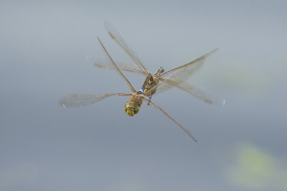 Happy valentine Anax ephippiger, in flight tandem. Anax ephippiger,Vagrant emperor