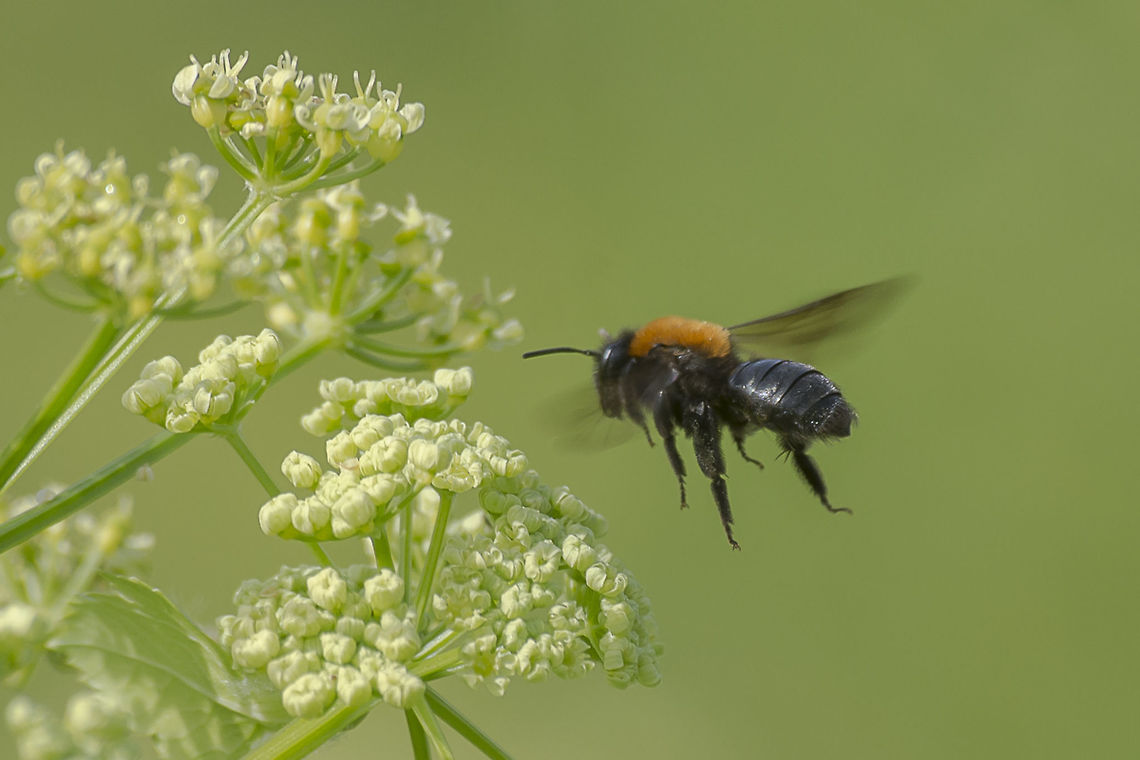 Andrena thoracica <a href="http://www.bwars.com/index.php?q=bee/andrenidae/andrena-thoracica" rel="nofollow">http://www.bwars.com/index.php?q=bee/andrenidae/andrena-thoracica</a><br />
 Andrena thoracica,Andrenidae,Cliff Mining Bee