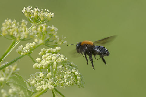 Andrena thoracica http://www.bwars.com/index.php?q=bee/andrenidae/andrena-thoracica
 Andrena thoracica,Andrenidae,Cliff Mining Bee