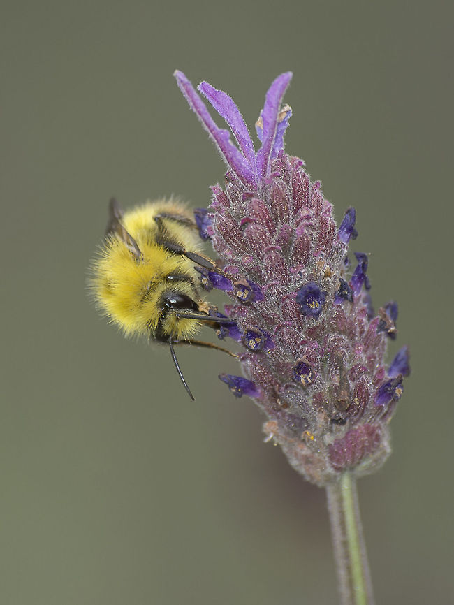 Bombus pratorum Bombus pratorum.<br />
An excellent online resource to identify Bumblebees,<br />
Follow this link: <a href="http://www.nhm.ac.uk/research-curation/research/projects/bombus/key_british_colour.html" rel="nofollow">http://www.nhm.ac.uk/research-curation/research/projects/bombus/key_british_colour.html</a> Bombus pratorum,Early bumblebee