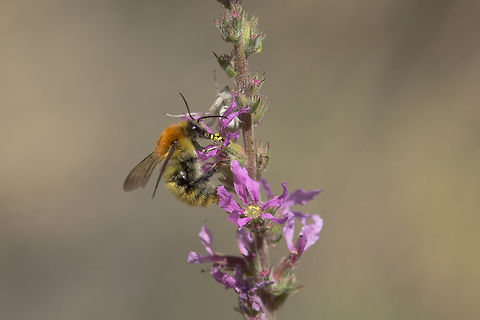 Bombus pascuorum Bombus pascuorum, the queen/worker, and the spider... Animalia,Arachnida,Araneae,Arthropoda,Bombus pascuorum,Misumena,Thomisidae,Thoracobombus,apidae,arthopoda,biodiversity,bumblebee,insecta,insects,nature,spider