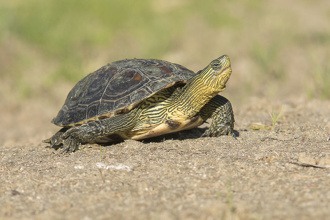 Mauremys sinensis Mauremys sinensis, former Ocadia sinensis. An exotic / invader species for the portuguese territory.<br />
<br />
Some creatures, like these beautiful turtles, are abandoned in the wild by humans who don&#039;t know the implications of such an act like this. With no predators to control exotic populations there is a real danger of losing other autochthonous / endemic species. This turtles feed themselves a lit bit like humans do... eating fruit, small crustacean, larvae, insects, grass... a lit bit of everything, putting in danger the survival of groups of other animals, that can&#039;t compete with that pressure. The specimen on the photo is a fully grown adult. This species can endure for more than 40 years... <br />
<br />
The pressure for survival of an endangered species... <br />
<a href="http://www.iucnredlist.org/details/15026/0" rel="nofollow">http://www.iucnredlist.org/details/15026/0</a> Animalia,Chinese stripe-necked turtle,Chordata,Cryptodira,Geoemydidae,Invasive species,Ocadia sinensis,Reptilia,Testudines,Testudinoidea,exotic animals,turtle