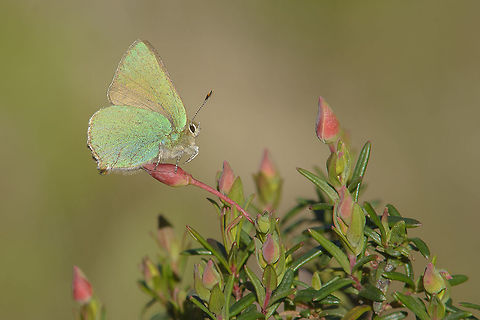 Early spring news I Callophrys rubi, male on Cistus libanotis L. Callophrys rubi,Green Hairstreak,Polyommatinae,arthropoda,biodiversity,butterflies,butterfly,greatnature,insecta,insects,lycaenidae