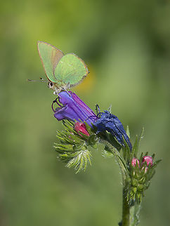 Early spring news II Callophrys rubi, female on Fabaceae Callophrys rubi,Green Hairstreak
