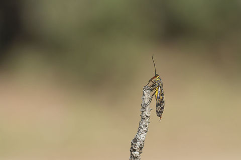 Look around you Panorpa cf. meridionalis, female. 

Three species are described for the territory, P. meridionalis, P. communis and P. vulgaris.
Recent findings suggest P.meridionalis the species the most representative. 
ID keys works perfectly when searching male characters such as their genitalia.

I've requested ID for Panorpa meridionalis, however, in doubt I have identified this female as Panorpa cf. meridionalis. Animalia,Arthropoda,Insecta,Mecoptera,Panorpa,Panorpa meridionalis,Panorpidae,biodiversity,insects,scorpion fly