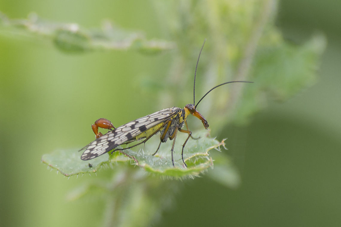 Panorpa meridionalis Panorpa meridionalis, male. Animalia,Arthropoda,Insecta,Mecoptera,Panorpa,Panorpa meridionalis,Panorpidae,biodiversity,insects,scorpion fly