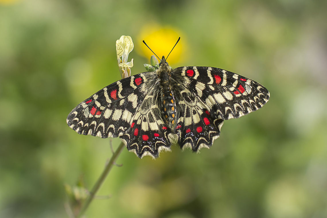 One month to go... Zerynthia rumina. One month to go until spring...<br />
<br />
EXIF: 80-200mm @200mm | 12mm EXT Spanish Festoon,Zerynthia rumina,arthropoda,biodiversity,butterfly,greatnature,insects,lepidoptera,papilionidae