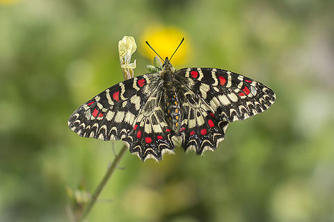 One month to go... Zerynthia rumina. One month to go until spring...

EXIF: 80-200mm @200mm | 12mm EXT Spanish Festoon,Zerynthia rumina,arthropoda,biodiversity,butterfly,greatnature,insects,lepidoptera,papilionidae