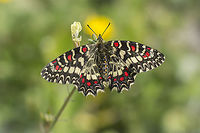 One month to go... Zerynthia rumina. One month to go until spring...<br />
<br />
EXIF: 80-200mm @200mm | 12mm EXT Spanish Festoon,Zerynthia rumina,arthropoda,biodiversity,butterfly,greatnature,insects,lepidoptera,papilionidae