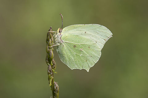 Gonepteryx cleopatra Gonepteryx cleopatra. Among the species that begin flying in the end of this month this one was not the one I expected to see. A great surprise indeed. 

A while after I asked a friend of mine the reason why it could have appeared so soon... He had tell me that cleopatra can hibernate. Therefore, this one is one of the survivors of the winter chill... Common Brimstone,Gonepteryx cleopatra,arthropoda,biodiversity,butterly,colianidae,insecta,insects,lepidoptera,pieridae