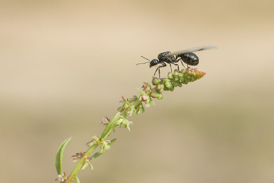 Messor cf. aciculatus Anyone knows ID Keys for European Formicidae? <br />
<br />
Formicidae, Messor sp.? Hymenoptera,ant,apocrita,arthropoda,biodiversity,formicidae,insects,vespoidea