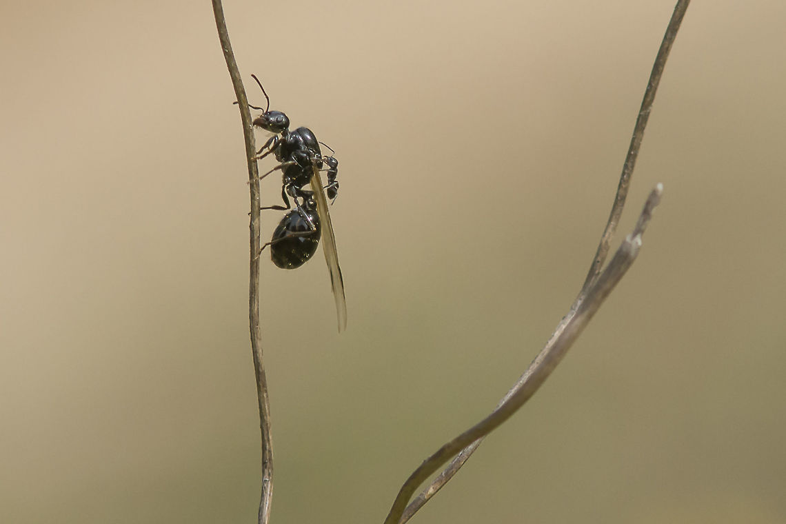 Messor cf. aciculatus The future Queen and the Worker.<br />
 Messor aciculatus,ants,arthropoda,biodiversity,hymenoptera,insecta,insects,worker
