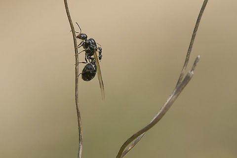 Messor aciculatus