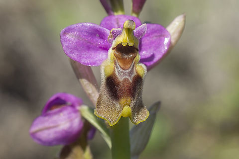 Ophrys tenthredinifera Ophrys tenthredinifera Asparagales,Liliidae,Liliopsida,Magnoliophyta,Ophrys,Ophrys tenthredinifera,Orchidaceae,Orchideae,Orchidinae,Orchidoideae,Orchids,Plantae,Sawfly Orchid,Tracheobionta,biodiversity,plants,spring