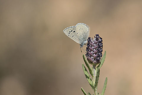 Glaucopsyche melanops Glaucopsyche melanops

EXIF:Nikon Nikor 80-200mm 4.5 @100mm | f/5.6 | 12mm EXT Glaucopsyche melanops,Polyommatinae,arthropoda,butterflies,butterfly,insecta,insects,lycaenidae,rhopalocera