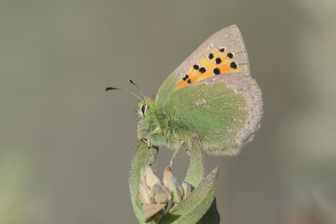 Tomares ballus Tomares ballus, female, at sunset. Polyommatinae,Provence Hairstreak,Tomares ballus,arthropoda,butterflies,butterfly,insecta,insects,lycaenidae,rhopalocera