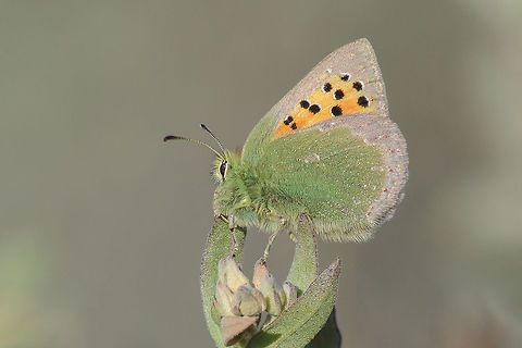 Tomares ballus Tomares ballus, female, at sunset. Polyommatinae,Provence Hairstreak,Tomares ballus,arthropoda,butterflies,butterfly,insecta,insects,lycaenidae,rhopalocera