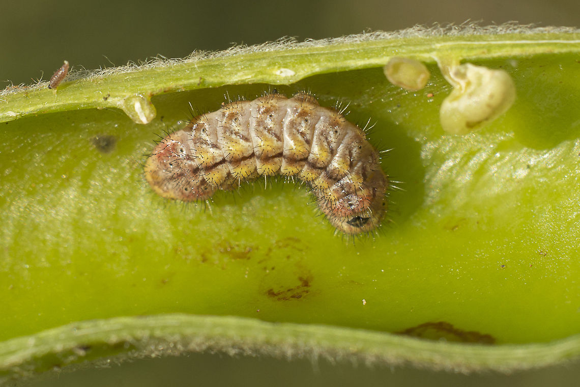Tomares ballus Tomares ballus catterpillar.<br />
<br />
EXIF: Nikon Nikkor 50mm 1.8 | f/8 | EXT II Provence Hairstreak,Tomares ballus,biodiversity,butterflies,butterfly,catterpillar,greatnature,insecta,insects,lepidoptera,lycaenidae,macro