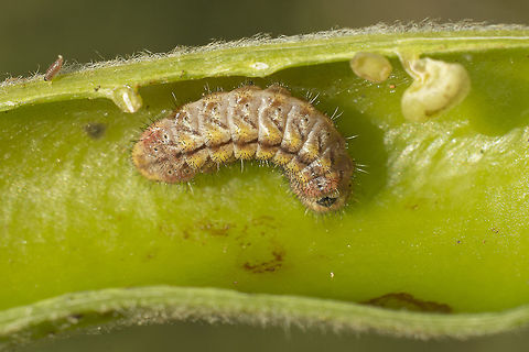 Tomares ballus Tomares ballus catterpillar.

EXIF: Nikon Nikkor 50mm 1.8 | f/8 | EXT II Provence Hairstreak,Tomares ballus,biodiversity,butterflies,butterfly,catterpillar,greatnature,insecta,insects,lepidoptera,lycaenidae,macro