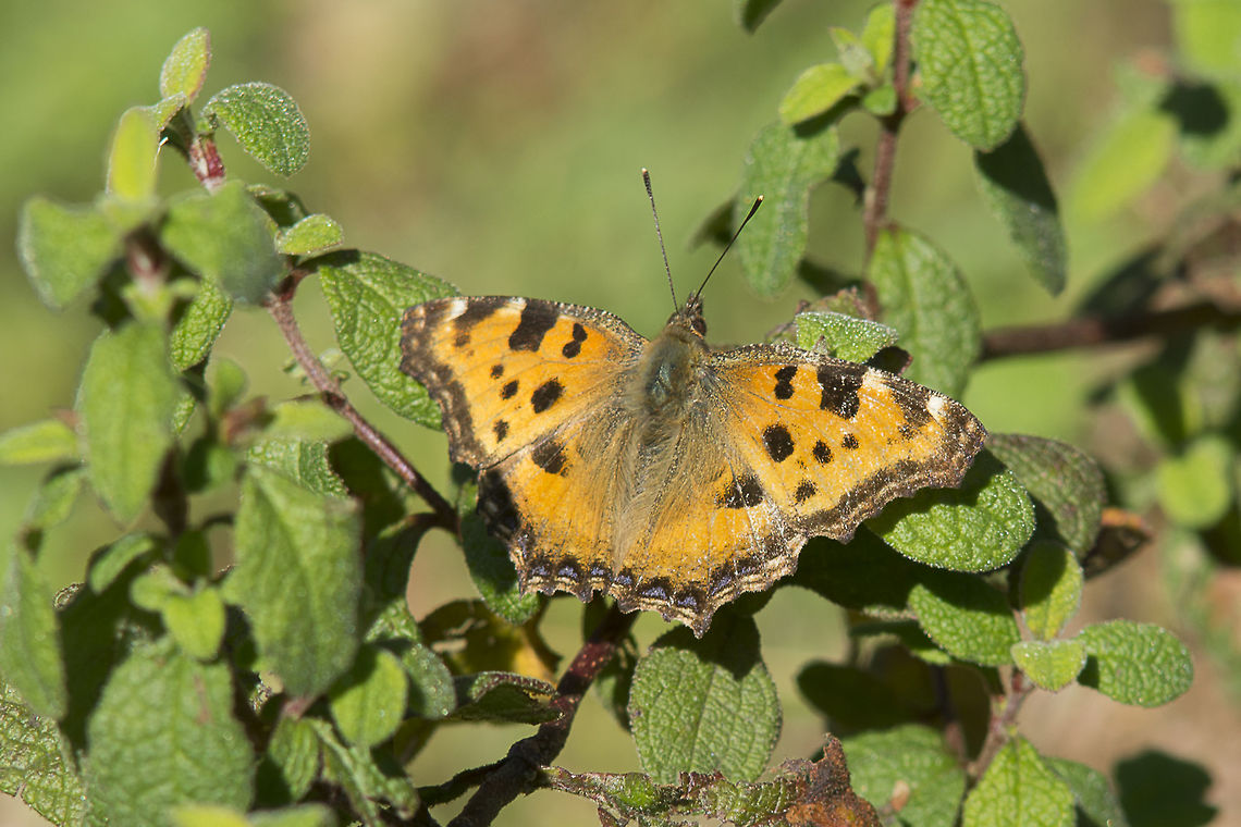 Nymphalis polychloros  Large Tortoiseshell,Nymphalis polychloros,Rhopalocera,arthropoda,biodiversity,butterflies,butterfly,insects,lepidoptera,nymphalidae