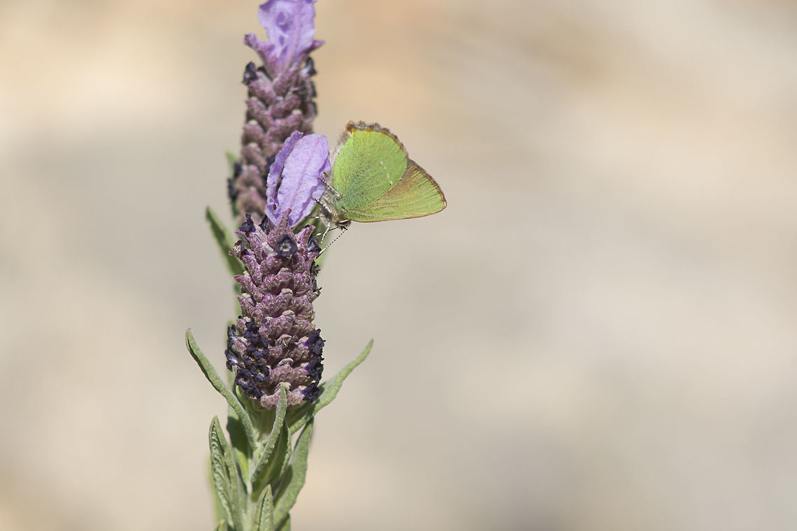 The female rubi Callophrys rubi, female, feeding on Lavandula stoechas L.<br />
<br />
EXIF: Nikon Nikkor 80-200mm 4.5 @100mm | f/5.6 | EXT 12mm Callophrys rubi,Green Hairstreak,Polyommatinae,arthropoda,biodiversity,butterflies,butterfly,greatnature,insecta,insects,lycaenidae