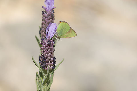 The female rubi Callophrys rubi, female, feeding on Lavandula stoechas L.

EXIF: Nikon Nikkor 80-200mm 4.5 @100mm | f/5.6 | EXT 12mm Callophrys rubi,Green Hairstreak,Polyommatinae,arthropoda,biodiversity,butterflies,butterfly,greatnature,insecta,insects,lycaenidae