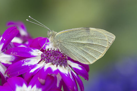 Pieris rapae Pieris rapae

EXIF: Nikon Nikkor 80-200mm 4.5 @80mm | f/5.6 | EXT 12mm Pieris rapae,Small White,arthropoda,biodiversity,butterflies,butterfly,greatnature,insecta,insects,pieridae