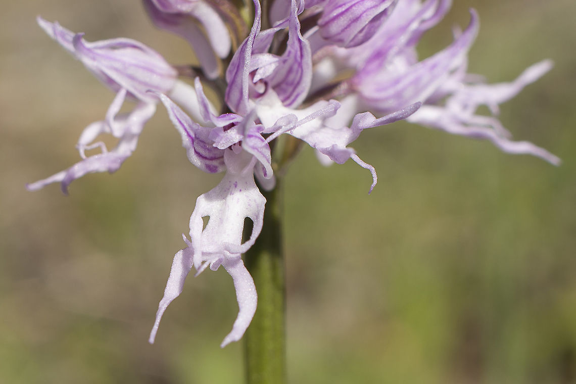 Naked Man Orchid "Naked Man Orchid" Orchis italica, Poir.  Angiosperms,Asparagales,Monocots,Naked Man Orchid,Orchidaceae,Orchidae,Orchidinae,Orchidoideae,Orchis,Orchis italica,Plantae,Plants,biodiversity,greatnature