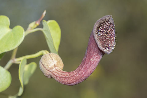 Andalusian Dutchman's Pipe