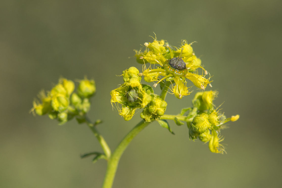 Ruta angustifolia Ruta angustifolia Pers. <br />
<br />
<a href="http://www.flora-on.pt/#/1Ruta+angustifolia" rel="nofollow">http://www.flora-on.pt/#/1Ruta+angustifolia</a><br />
<a href="https://pt.wikipedia.org/wiki/Ruta_angustifolia" rel="nofollow">https://pt.wikipedia.org/wiki/Ruta_angustifolia</a> Ruta angustifolia,Rutaceae,Sapindales,biodiversity,greatnature,plantae,plants,ruta angustifolia