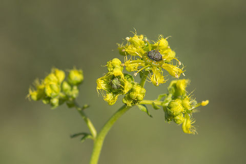 Ruta angustifolia Ruta angustifolia Pers. 

http://www.flora-on.pt/#/1Ruta+angustifolia
https://pt.wikipedia.org/wiki/Ruta_angustifolia Ruta angustifolia,Rutaceae,Sapindales,biodiversity,greatnature,plantae,plants,ruta angustifolia