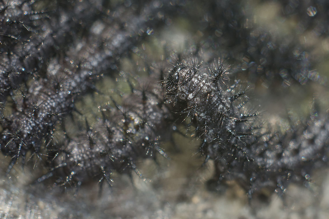 Euphydryas aurinia  Euphydryas aurinia,Marsh fritillary,biodiversity,butterfly,catterpillar,greatnature,insecta,insects,lepidoptera,nymphalidae,rhopalocera