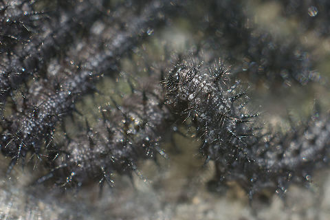 Euphydryas aurinia  Euphydryas aurinia,Marsh fritillary,biodiversity,butterfly,catterpillar,greatnature,insecta,insects,lepidoptera,nymphalidae,rhopalocera