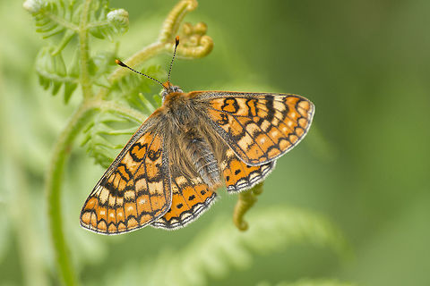 Euphydryas aurinia Euphydryas aurinia Euphydryas aurinia,Marsh fritillary,biodiversity,butterfly,catterpillar,greatnature,insecta,insects,lepidoptera,nymphalidae,rhopalocera