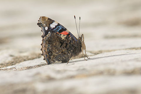 Proud to be a butterfly Vanessa atalanta, a recently emerged specimen that led me to spend a few moments in their company. 
One the most photographed species all over the world, for sure the species that I too photographed the most, yet one of the most beautiful to contemplate...

EXIF: Nikon Nikkor 80-200mm 4.5 @200mm | f/8 | 12mm EXT | Flash Red Admiral,Vanessa atalanta,vanessa atalanta