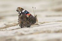 Proud to be a butterfly Vanessa atalanta, a recently emerged specimen that led me to spend a few moments in their company. <br />
One the most photographed species all over the world, for sure the species that I too photographed the most, yet one of the most beautiful to contemplate...<br />
<br />
EXIF: Nikon Nikkor 80-200mm 4.5 @200mm | f/8 | 12mm EXT | Flash Red Admiral,Vanessa atalanta,vanessa atalanta