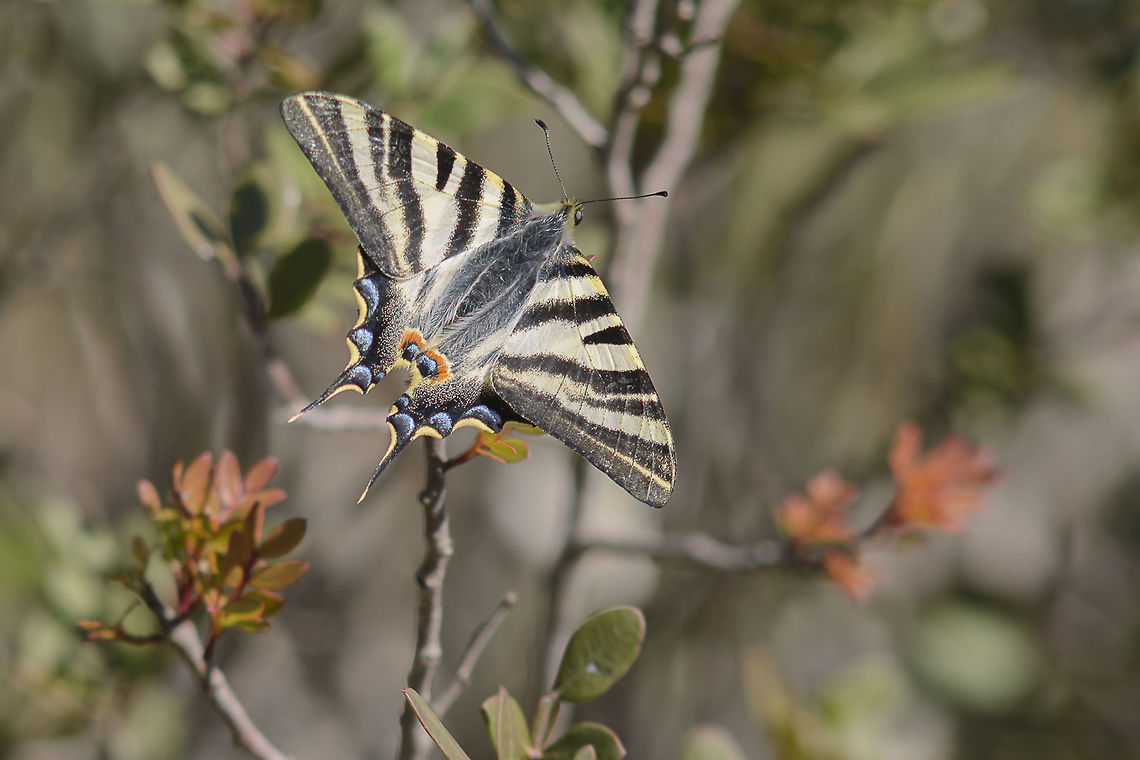 Iphiclides feisthamelii Iphiclides feisthamelii  Iphiclides feisthamelii,Southern Scarce Swallowtail